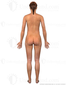 Body Female Posterior Image