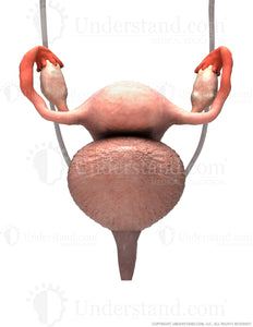 Reproductive System Female with Ureters Image