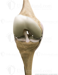 Knee Bone, Ligaments Anterior Flexed Image
