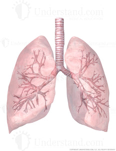 Transparent Lungs and Trachea with Bronchial Tree View 2 Image