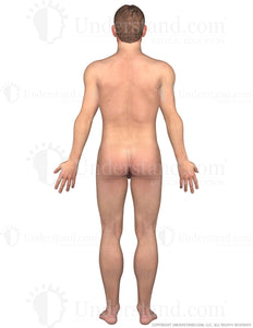Body Male Posterior Image