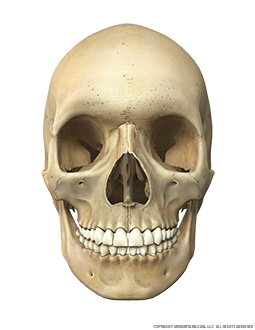 Skull Anterior Image