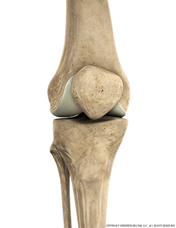 Knee Bone Anterior Extended Image