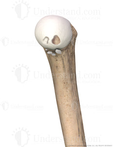 Shoulder Loose Bodies Medial Image