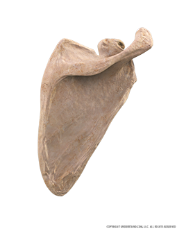 Scapula Posterior Three Quarter Image