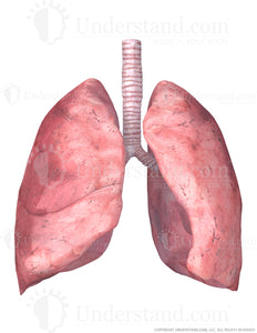 Lungs and Trachea Image