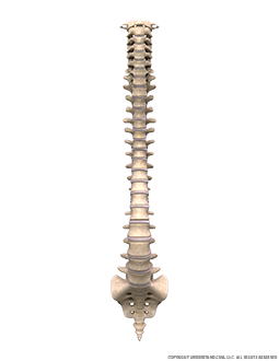 Spine Bones and Discs Anterior Image