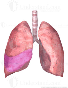Lungs and Trachea with Middle Right Lobe Highlighted Image