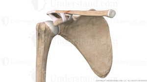 Clavicular Fracture Anterior Image