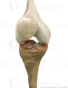 Torn Meniscus Anterior Flexed Image