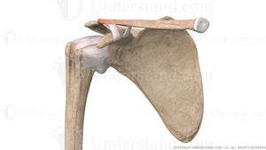 Shoulder Osteolysis Anterior Image