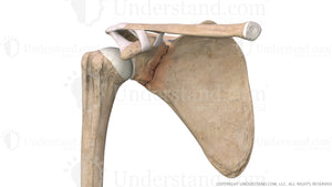 Scapular Fracture Anterior Image