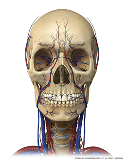 Head and Neck Bone, Circulation Anterior Image
