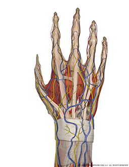 Hand and Wrist Complete Dorsal Image