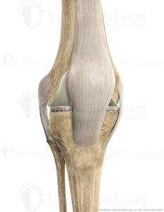 Knee Bone, Ligaments Anterior Extended Image