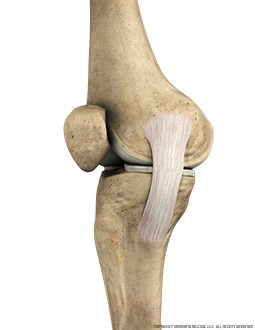 Knee Bone, Ligaments Medial Extended Image