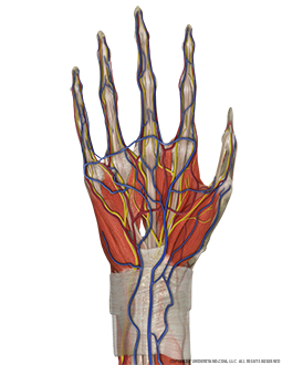Hand and Wrist Complete Palmar Image