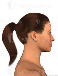 Face Female Right Lateral Image
