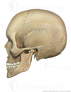 Skull Lateral Image