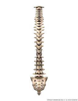 Spine Bones and Discs Posterior Image