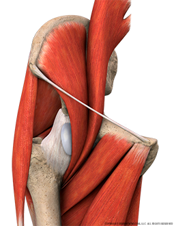 Hip Bone, Muscles, Ligaments Anterior Image