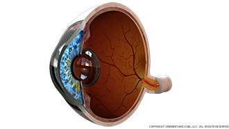 Eye Cross Section Image
