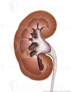 Kidney and Ureter Cross Section Image