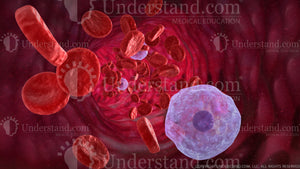 Blood Vessel Image