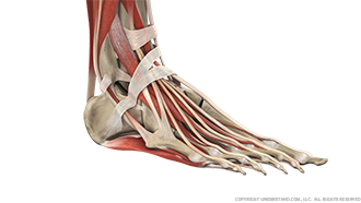 Foot and Ankle Bone, Ligaments, Muscles Image