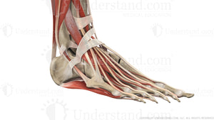 Foot and Ankle Bone, Ligaments, Muscles Image