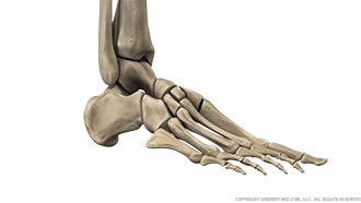 Foot and Ankle Bone Image