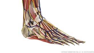 Foot and Ankle Complete Image