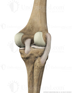 Knee Bone, Ligaments Posterior Extended Image