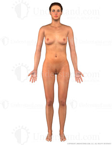 Body Female Anterior Image