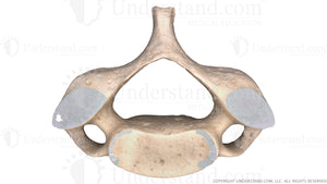 Cervical (C4) Vertebra Image