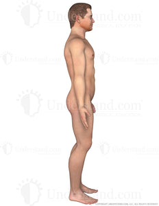 Body Male Right Lateral Image