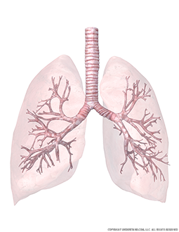 Transparent Lungs and Trachea with Bronchial Tree View 1 Image