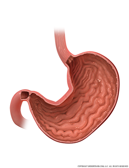 Stomach Cross Section Anterior Image