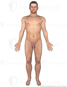 Body Male Anterior Image