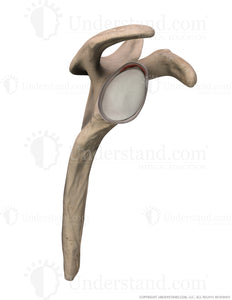 Shoulder Torn Labrum Lateral Image