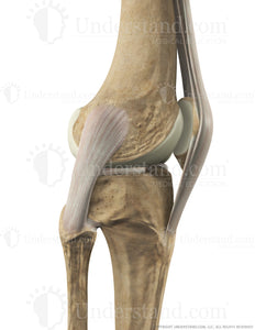 Knee Bone, Ligaments with Patellar Tendon Lateral Extended Image