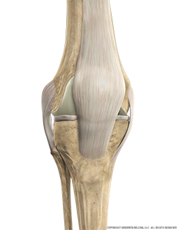 Knee Bone, Ligaments Anterior Extended Image