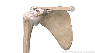 Shoulder Bone, Ligaments, Bursae Anterior Image