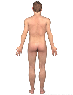 Body Male Posterior Image