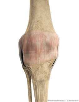 Knee Inflamed Synovium Anterior Extended Image
