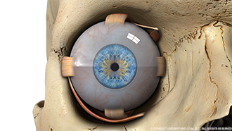 Eye in Orbital Image