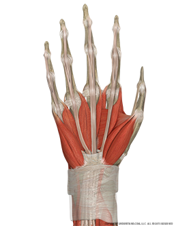 Hand and Wrist Bone, Ligaments, Muscles Palmar Image
