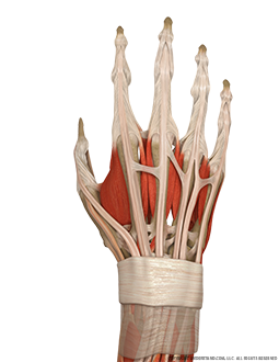 Hand and Wrist Bone, Ligaments, Muscles Dorsal Image
