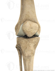 Knee Bone Anterior Extended Image