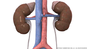 Kidneys, Ureters, Adrenal Glands, Circulation Image